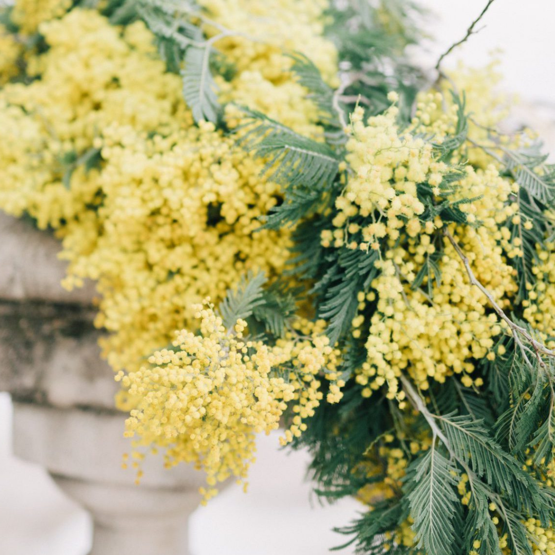 MIMOSA Incense